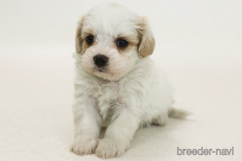 販売中の神奈川県のミックス犬-386722